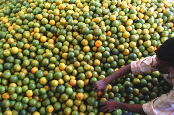 NERAMAC yawns for loss on poor quality oranges in Tripura